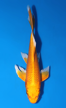 Hirenaga Orange Matsuba Ogon - koi #x0523a038