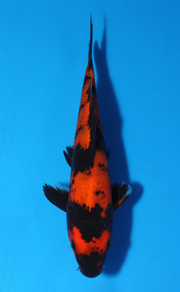 Hi Utsuri - koi #x0523a040