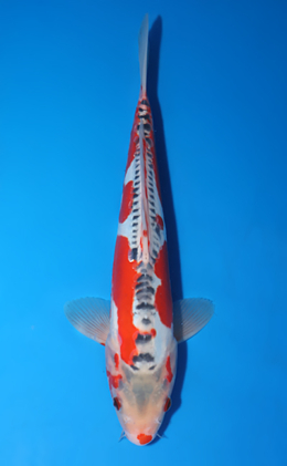 Shusui - koi #x0523a041