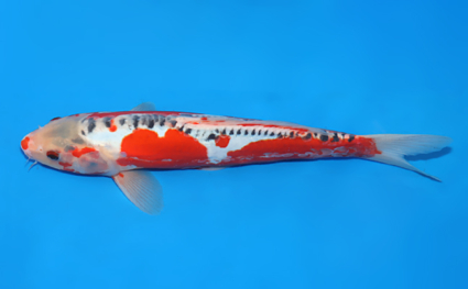 Shusui - koi #x0523a041 - Side View A