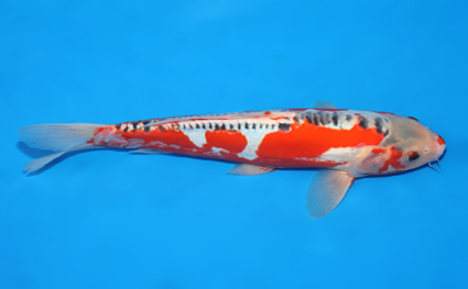 Shusui – koi #x0523a041 - Image 3