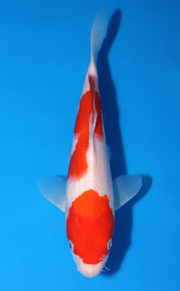 Kohaku - koi #x0523a042