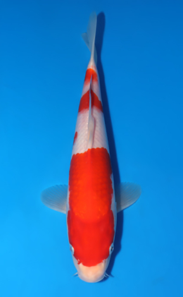 Kohaku - koi #x0523a045