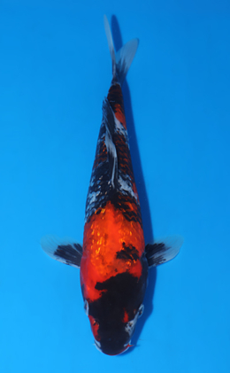 Ginrin Showa - koi #x0523a046
