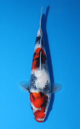 Showa - koi #x0523a047