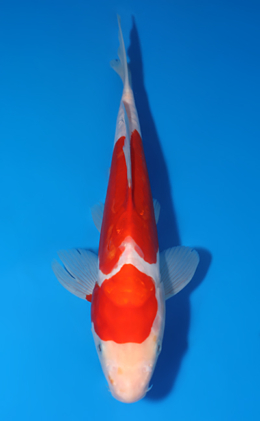 Doitsu Kohaku - koi #x0523a049
