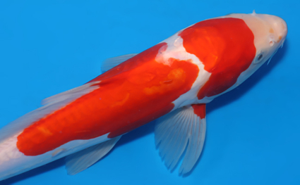 Doitsu Kohaku - koi #x0523a049 - Side View A
