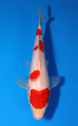Kohaku - koi #x0523a050