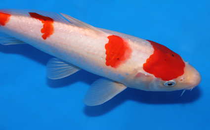 Kohaku - koi #x0523a050 - Side View A