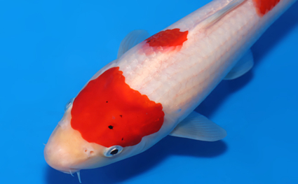 Kohaku – koi #x0523a050 - Image 3
