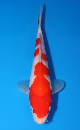 Kohaku - koi #x0523a051