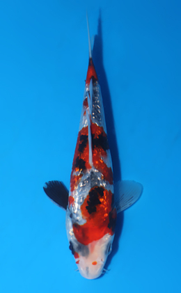 Ginrin Showa - koi #x0523a052