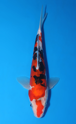 Doitsu Sanke - koi #x0523a054