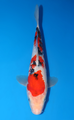Taisho Sanke - koi #x0523a055
