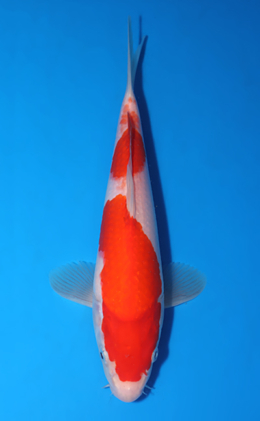 Kohaku - koi #x0523a056