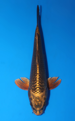 Mukashi Ogon - koi #x0523a057
