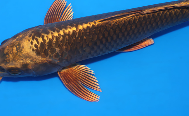 Mukashi Ogon - koi #x0523a057 - Maruhiro Koi Farm