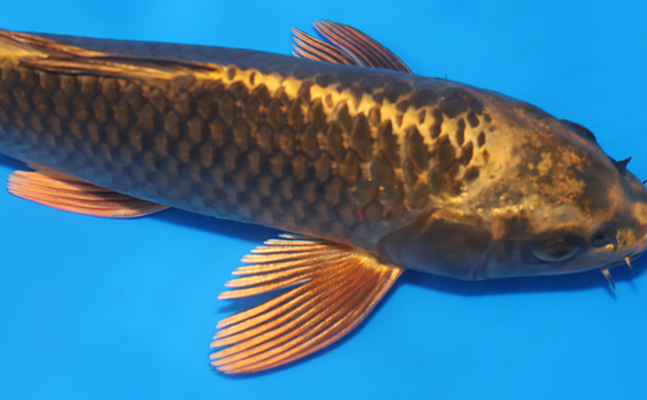 Mukashi Ogon - koi #x0523a057 - Maruhiro Koi Farm