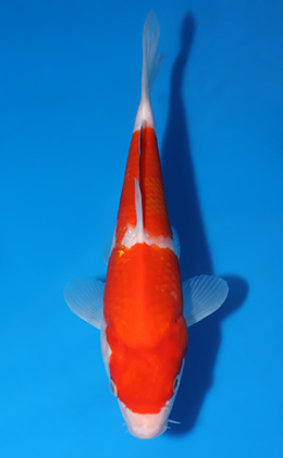 Kohaku - koi #x0523a058