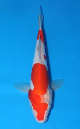 Doitsu Kohaku - koi #x0523a059