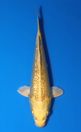 Ginrin Ogon - koi #x0523a060