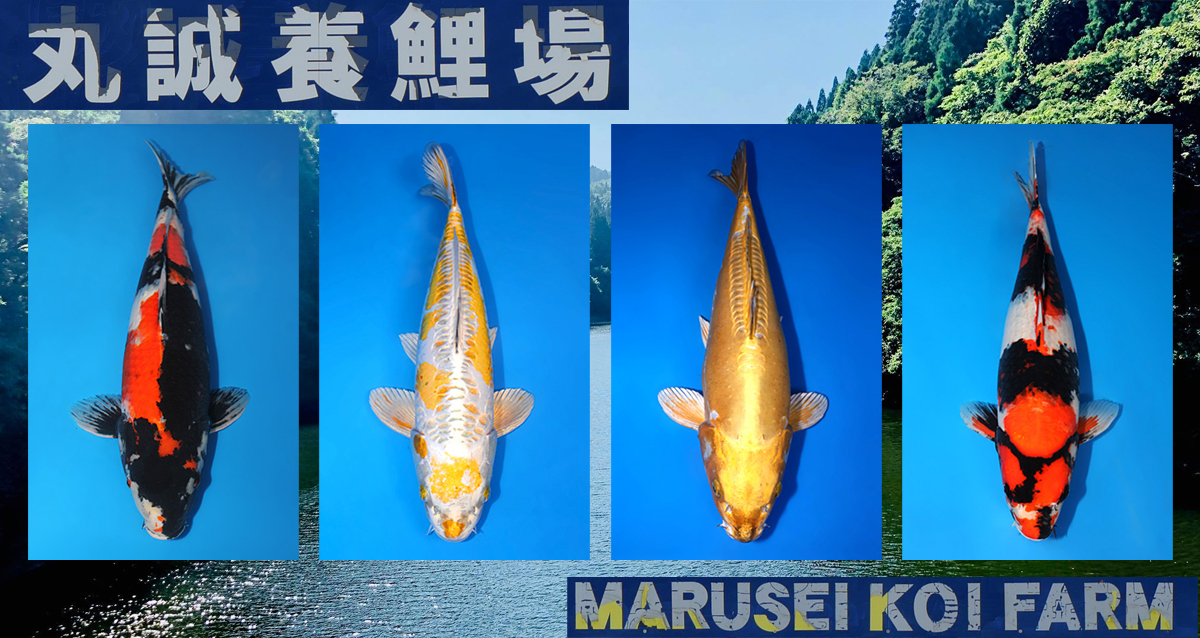 Marusei Special Auction Banner