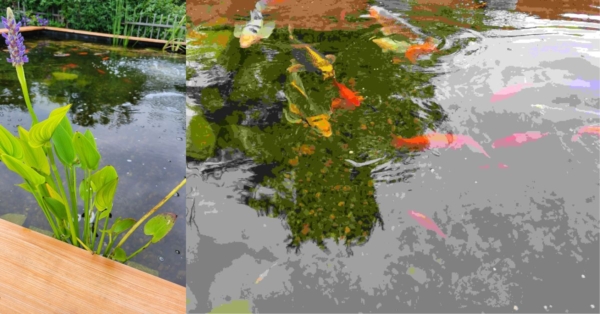 Customer Story: Luke H. – “A Legacy of Love, One Pond at a Time”