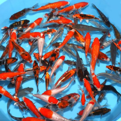 Super Mix - koi #x0100cp009-10 - Side View A