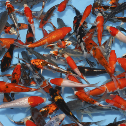 Choice Pack-Regular Mix - 10koi #x0100cp009-10 - Image 3