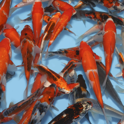 Choice Pack-Regular Mix - 10koi #x0100cp009-10 - Image 4