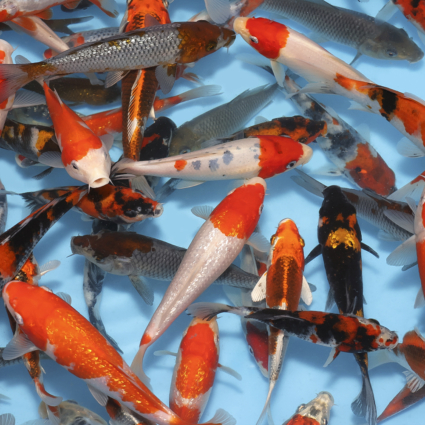 Choice Pack-Regular Mix - 10koi #x0100cp009-10 - Image 5