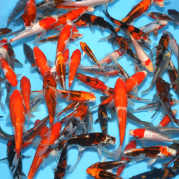 Super Mix - koi #x0100cp009-5