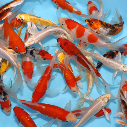 Choice Pack-Hirenaga Long Fin Mix - 10koi #x0100cp014-10 - Image 3