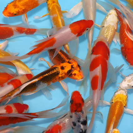Choice Pack-Hirenaga Long Fin Mix - 10koi #x0100cp014-10 - Image 5