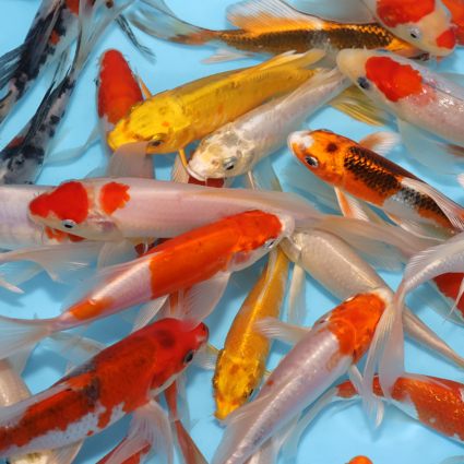 Choice Pack-Hirenaga Long Fin Mix - 5 koi #x0100cp014-5 - Image 4