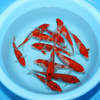 Ginrin Goshiki - koi #x0300st002-bp
