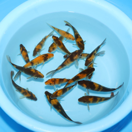 Ki Utsuri - koi #x0300st019-bp