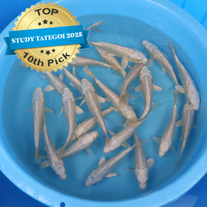 Ginrin Platinum - koi #x0300st026