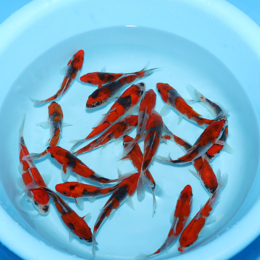Goshiki - koi #x0300st039-bp