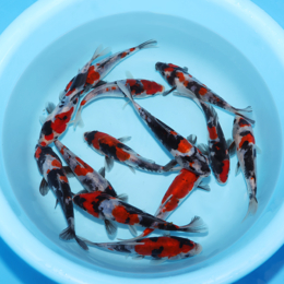 Doitsu Showa - koi #x0300st044-bp