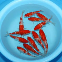 Ginrin Kohaku - koi #x0300st046-bp
