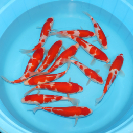 Kohaku - koi #x0300st054-bp