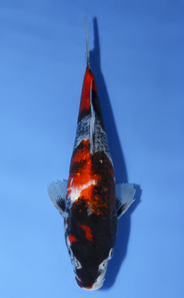 Ginrin Showa - koi #x0528a001