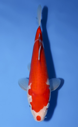 Kohaku - koi #x0528a002