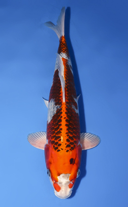 Kujyaku - koi #x0528a003