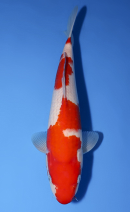 Kohaku - koi #x0528a004