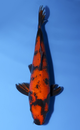 Hi Utsuri - koi #x0528a006