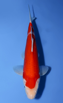 Kohaku - koi #x0528a008