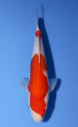 Kohaku - koi #x0528a009