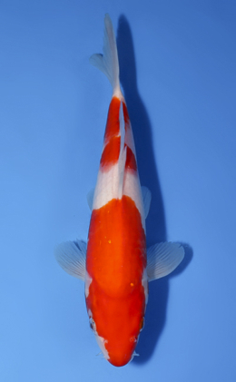 Kohaku - koi #x0528a010